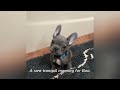Boo ep3: Tiny Frenchie wants to tear his bed. Stubborn puppy likes to fight with everyone. So funny