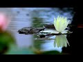 Beautiful Relaxing Music Lotus Flower Zen Garden Peaceful Piano 🍃 Water Sounds Calm 音楽をリラックス ォーター 平穏