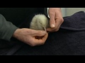 Rare white kiwi chick hatches