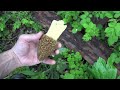 MOREL MUSHROOM HUNTING GUIDE + TREE IDENTIFICATION HOW TO FIND LOCATE HARVEST COOK STORE MORELS 2022