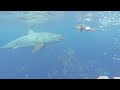 Great White Shark Cage Dive