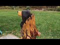 CHAINSAW Carving A Bear - In A LOG - Sculpture!