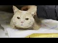 My Lovely Cat's Urinary Tract Stone Surgery