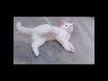 Funniest cat's video 🤭 Best funny cats video🤣😂😂😂 part 49 @Laughing_pawas @DuckyBhai