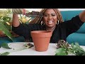 Best Soilless Potting Mix Recipe for Indoor Plants: How To