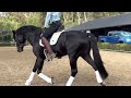 HOW TO WARM UP A HORSE