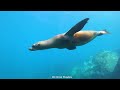 Beautiful Sea Creature 4K VIDEO - The Most Amazing Beauty On The Planet