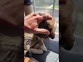 compilation of adorable cat sounds - mrrp, mlem, chirps, trills, me-yawn, meow