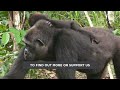 Taali The Wild-Born Baby Gorilla's First Birthday