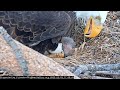 Big Bear🦅Jackie Sees Her Chick For The First Time!🐥...Not Without Difficulty 🙃2022-03-03