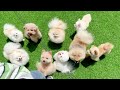 A bunch of dogs Acting Cute