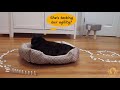 Cats vs Domino - Challenge for Cats