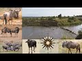 Breathtaking Great wildebeest migration #worldadventures #wildlife #wildebeests