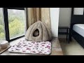 【Moving with Cat】Laid-back Munchkin Cat Panicked New Environment