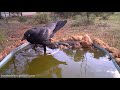 Australian Raven Making Creaking Sounds - Comical