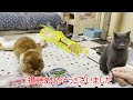2022 I opened 2 lucky bags for cats! 1000 yen each [British Shorthair, Scottish Fold, Persian Cat]