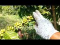 Tutorial Sistem Lancuran Kopi Robusta