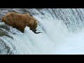 Grizzly bear's amazing salmon catching techniques - BBC