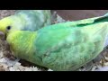 Baby Budgie Hatching