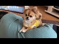 [面白い動画#2]かわいい犬-ママ…おやつください🥰| Cún con nhõng nhẽo đòi ăn bánh😋