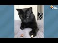 Very 'Scary' Cat Is Obsessed With A Tiny Almond | The Dodo Cat Crazy