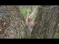Eichhörnchen beim Naschen
