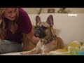 How To Teach Your Dog Their Name | Chewtorials