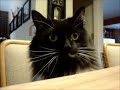 SUPER SMART CAT .. she found me in a SHELTER .. watch KISS at the END!