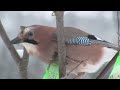 Eurasian Jay Eating (1080p)