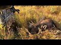Trip of a lifetime! Alaskan Moose Hunt (September 2023)