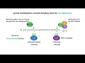 EPIGENETICS & CHROMATIN STATES - An introduction to histone modifications & gene transcription roles