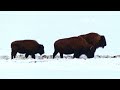 After the Snow | Drone, Bison, & Elk