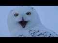 A Winter's Tale - The Journey of the Snowy Owls | Free Documentary Nature