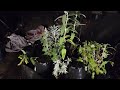 Planting Native Plants in a 100-gallon Grow Bag