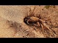 Beach Adventure Ghost crabs are semiterrestrial crabs