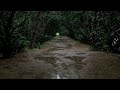 Special Rain Sounds in a Deep Forest - Deep Sleep, Relaxation, Peace of Mind, White Noise ASMR