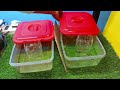 🤩 How to Breed Betta Fish Step by Step 🤩 || Successful Betta Fish Breeding Tutorial at Home