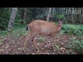 Field Notes: Trail Cameras Capture a Summer Feast on a Vancouver Island Logging Road