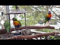 Two adult lorikeets brought their baby over