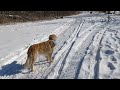 Lab racing Golden in snow!