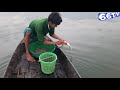 Gặp Ngay Bầy Cá Ham Ăn, Đường Câu Giác Dính Cá Thấy Mê #66TV #sănbắtđồngtháp #mekongriverfish