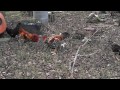 Cock fight at the Boudreaux Farm