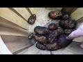 Potato Harvest 2022 | Harvesting Potatoes In A Container | Harvesting Potatoes Grow Bags From Amazon