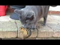 Cat Eats Chipmunk Alive