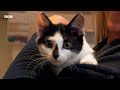 Rescuing a Stray Kitten | Wonderful World of Puppies | BBC Earth