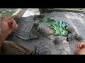 How to Keep Iguanas Indoors
