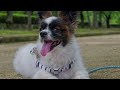 姫路城、姫路公園で愛犬ラッキー（パピヨン）とぶらぶら散歩