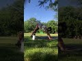 Yoga outdoor workout called VIVID 164 x3