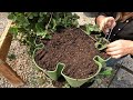 Propagating Strawberries in My GreenStalk! 🍓🍓🍓 // Garden Answer