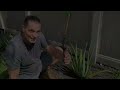 How to Prune Aloe Vera Plant | Stockton Aloe #1